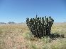 13  euphorbia.jpg